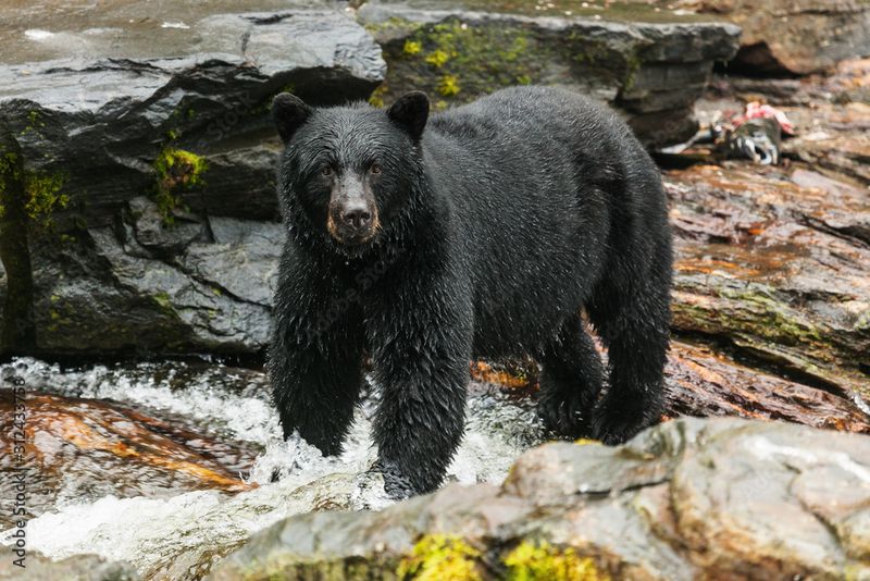 Bears: Powerful Giants With Unpredictable Temperaments