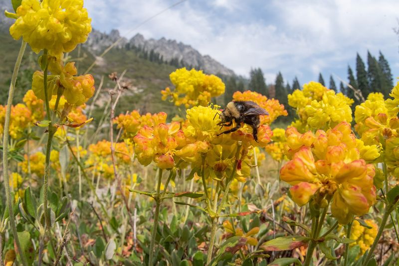 Beehives Flourish In Vacant Lots