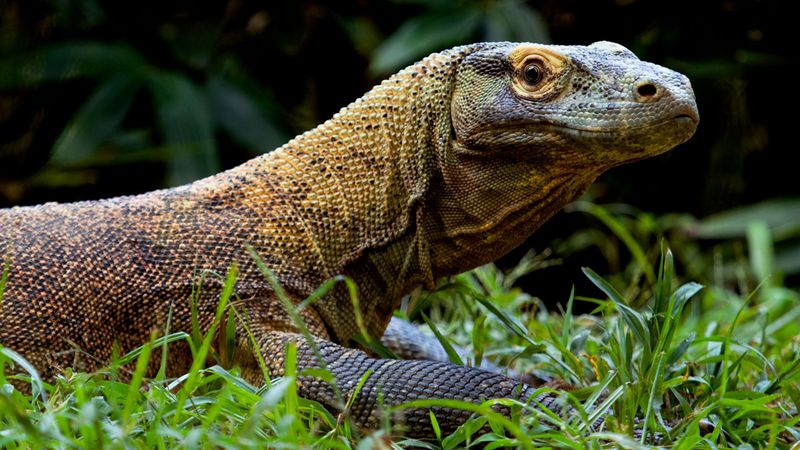 Komodo Dragons' Excessive Force