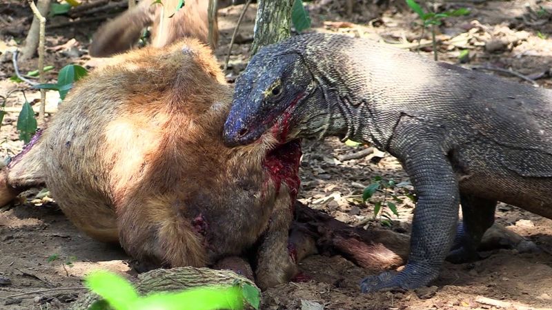 Komodo Dragons' Excessive Force
