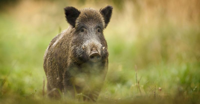 Wild Boars