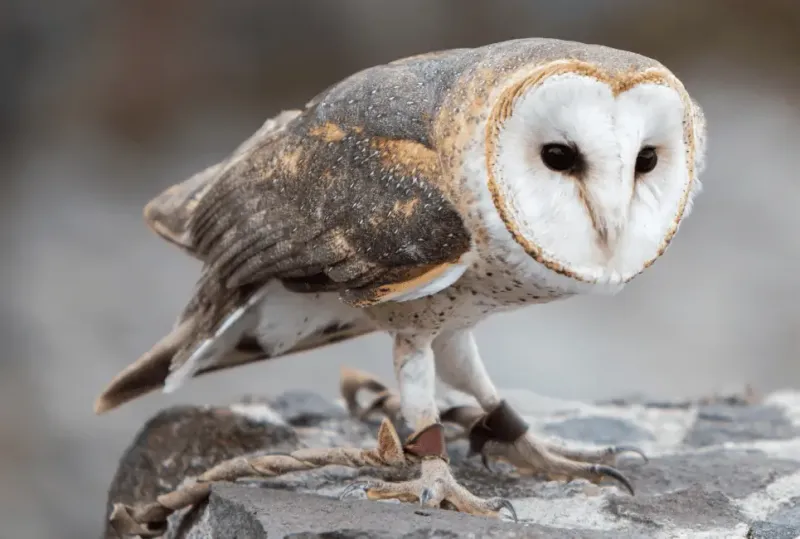 Owls