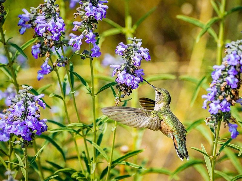 Penstemon