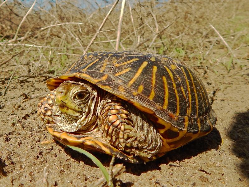 Ornate Box Turtle