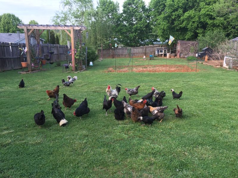 Chicken Math Is A Real Phenomenon