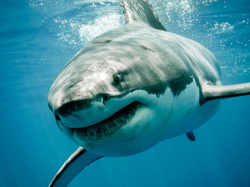 Perfect Predator Diet