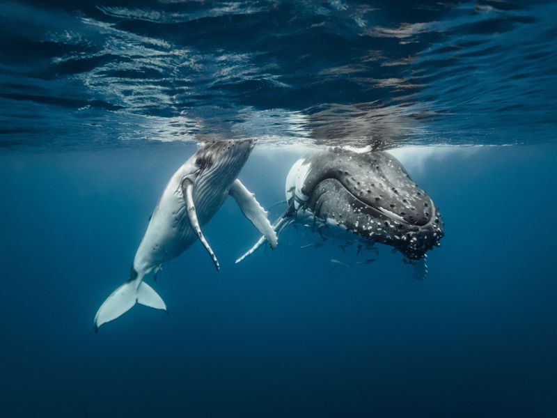 Underwater Ballet Dancers Learning Migration