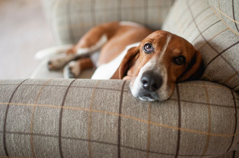 Basset Hound – The Low-Maintenance Lounger
