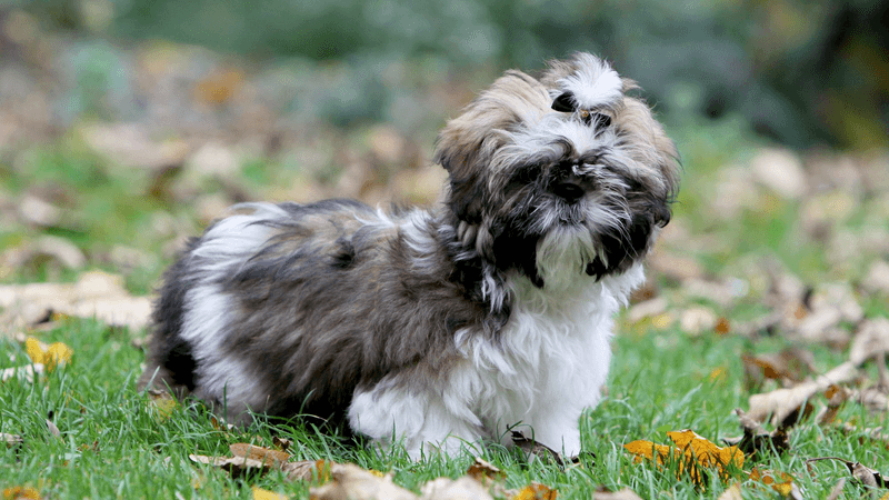 Shih Tzu