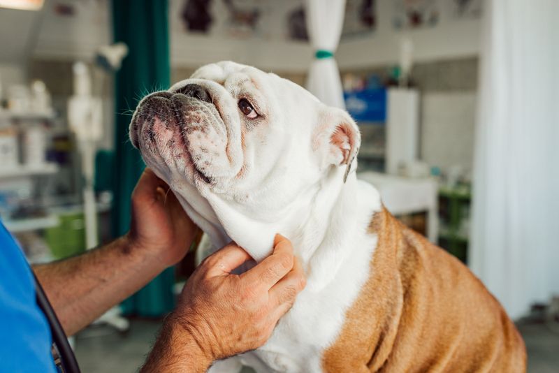 English Bulldog