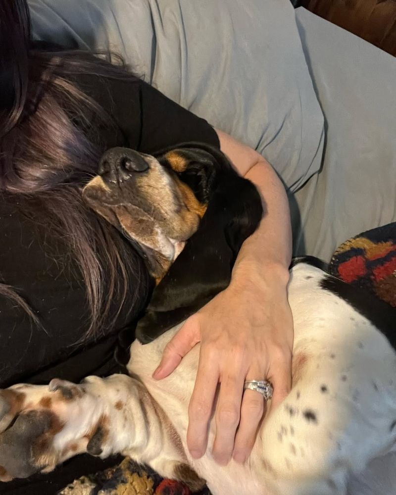 Basset Hound