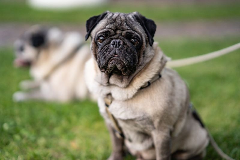 Pug: The Clowns Of Comfort