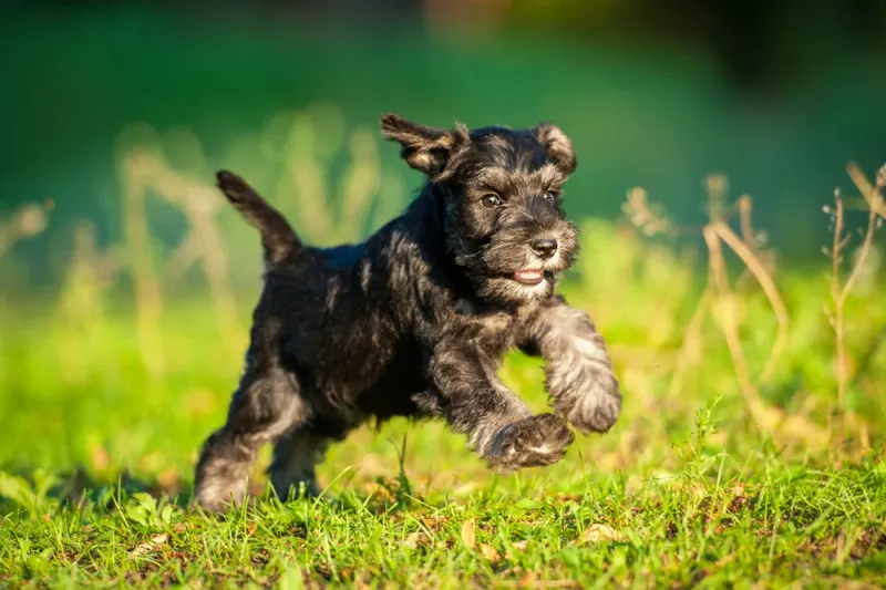 Miniature Schnauzer Moxie