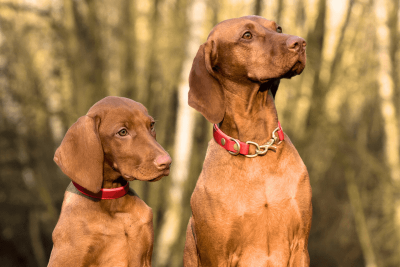 Vizsla