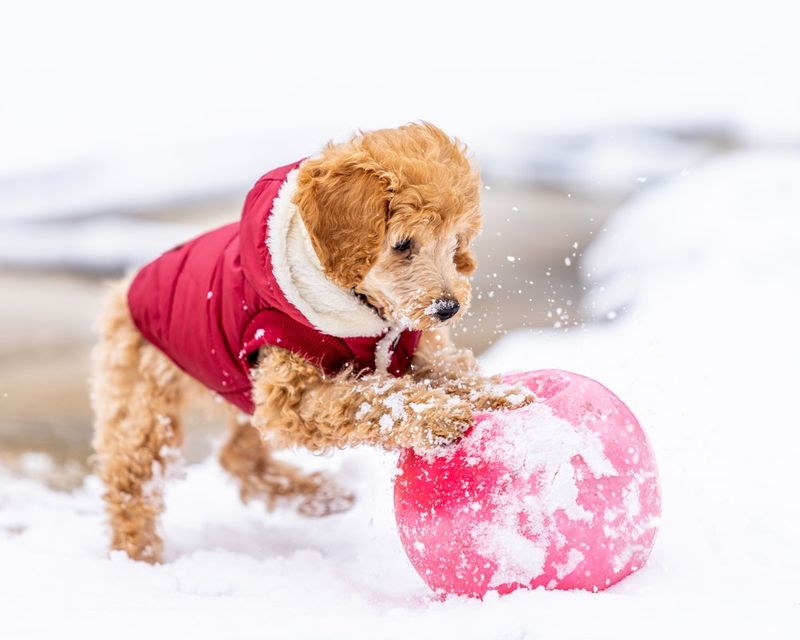 Toy Poodles: Sophisticated But Sensitive