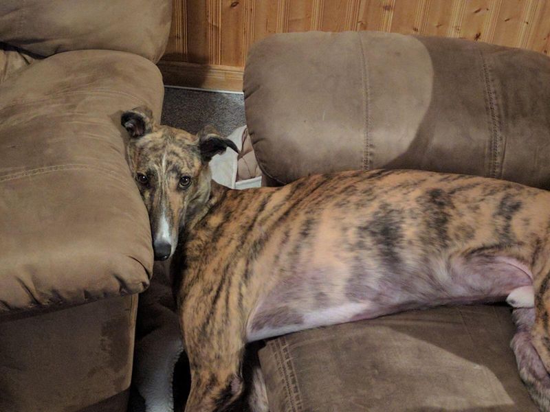 Greyhounds: Surprising Couch Potatoes