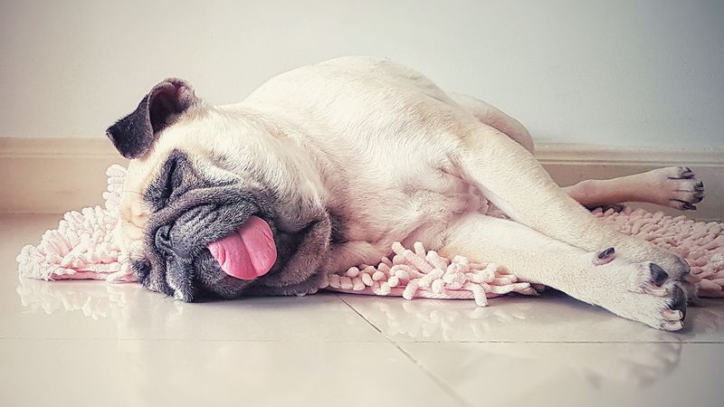 Pugs: Masters Of Relaxation