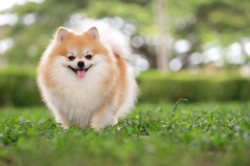 Pomeranians: Fluffy Favorites Find Homes Fast