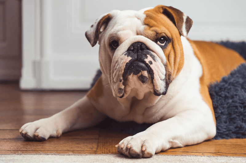 Bulldogs