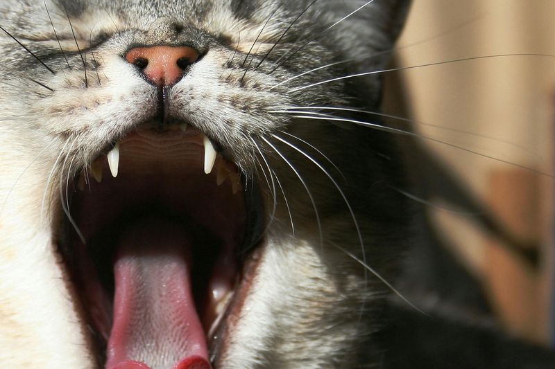 Bad Breath Can Signal Stomach Troubles