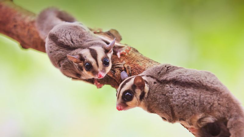 Nutritious Acacia Gum