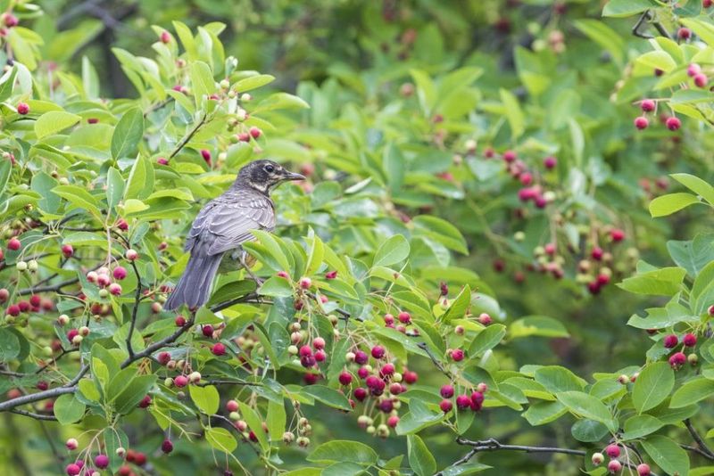 Native Plant Buffet