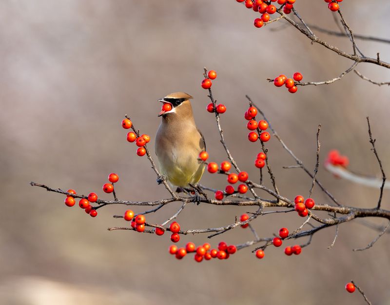 Native Berry Bushes