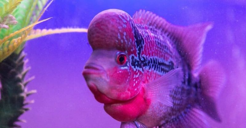Flowerhorn Cichlid
