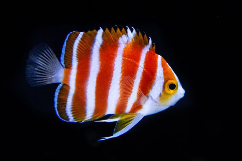 Peppermint Angelfish – Up To $30,000