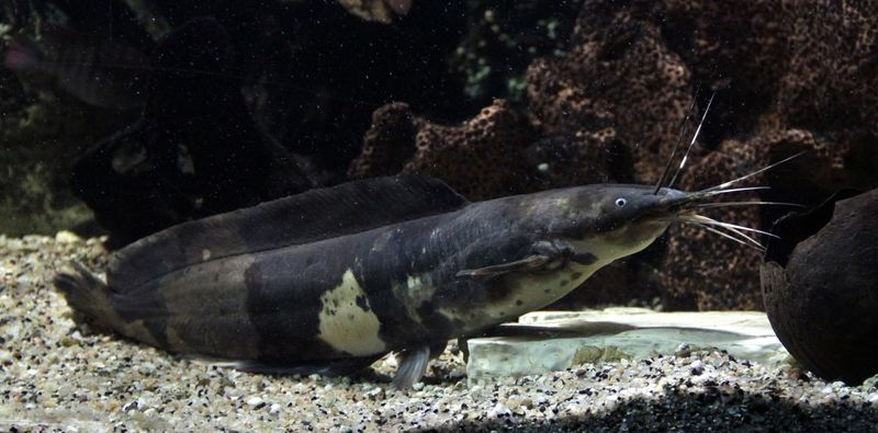 Walking Catfish