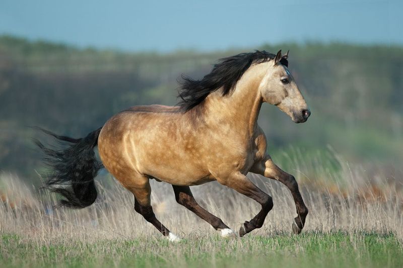 Lusitano: Portugal's Pride