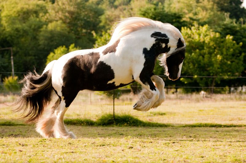 Gypsy Vanner - The Fairytale Steed