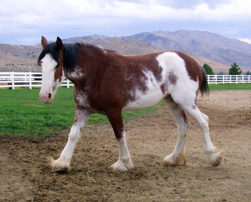Clydesdale: Gentle Giant