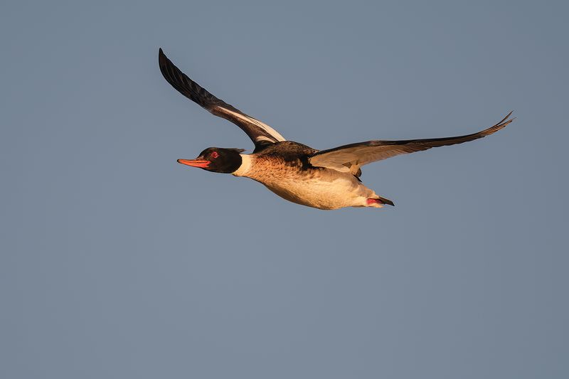 Red-Breasted Merganser: The Speedy Duck