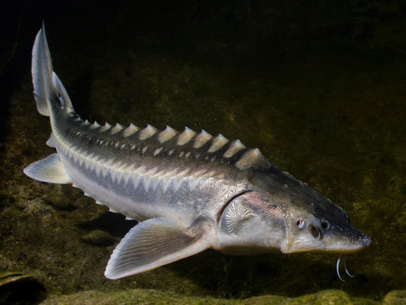 Sturgeon: Armored Fish Of Emperors