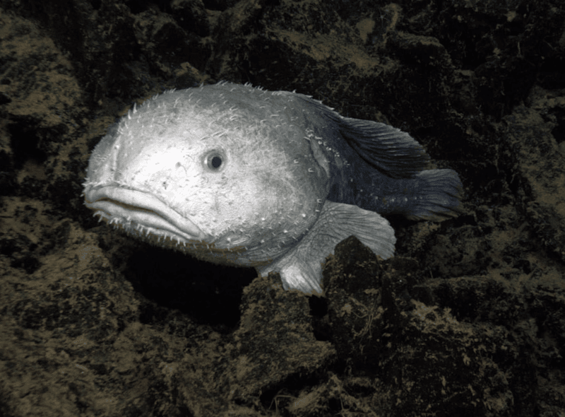Blobfish: The World's Saddest-Looking Animal