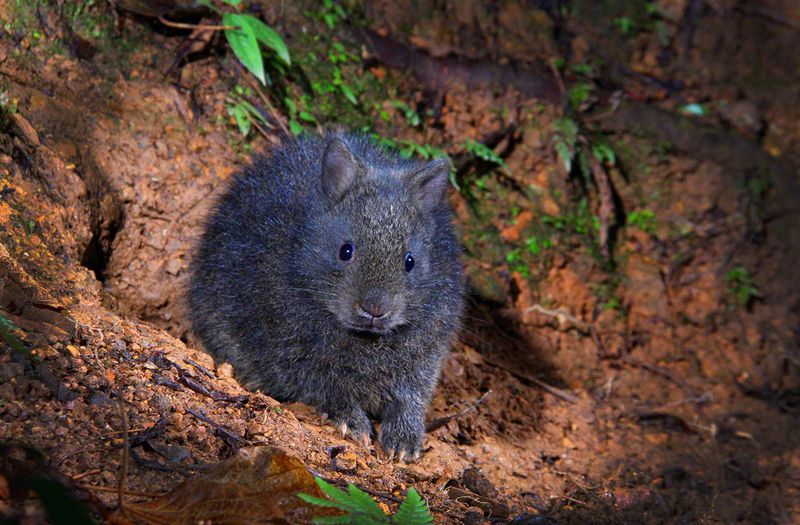 Amami Rabbit – The Relic Of The Pleistocene