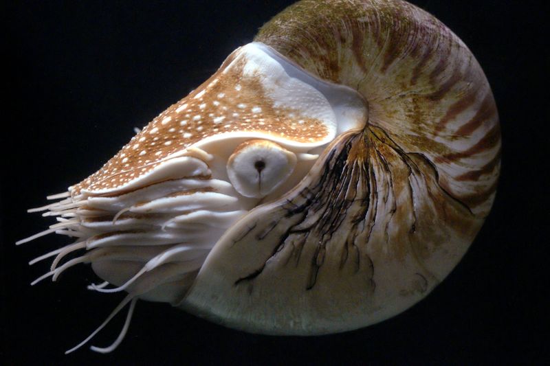 Nautilus
