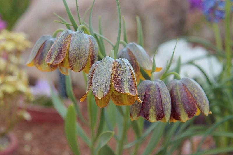 Fritillaria
