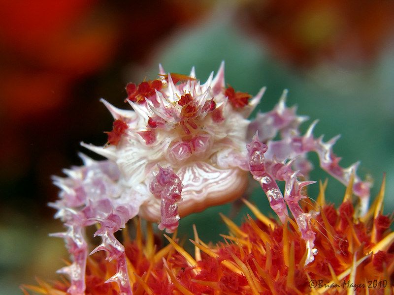 Candy Crab