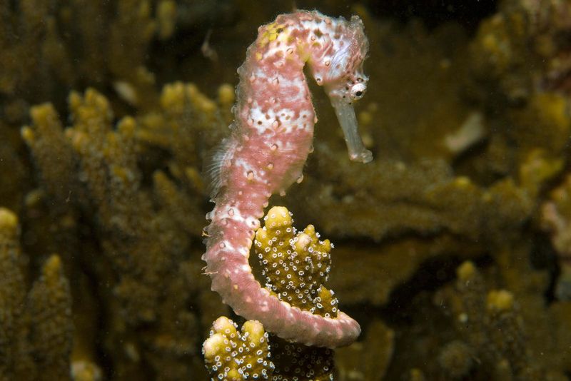 Seahorses: How Much Can They Cling Without A Tail?