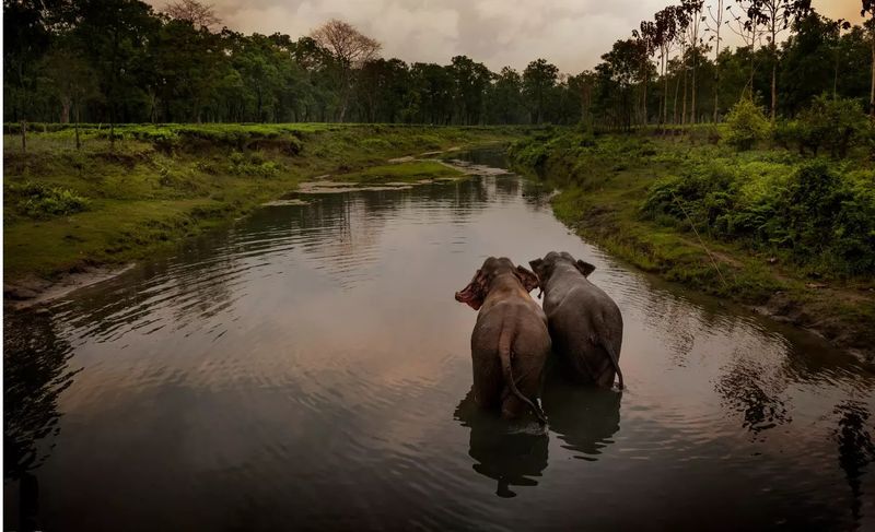 Manas National Park: A Biodiversity Hotspot Worth Protecting