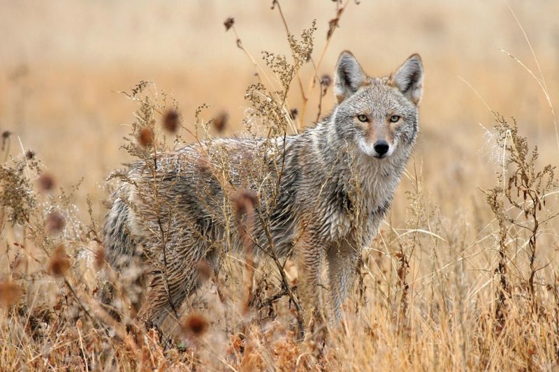 Wily Coyotes – Desert Survivors With Street Smarts