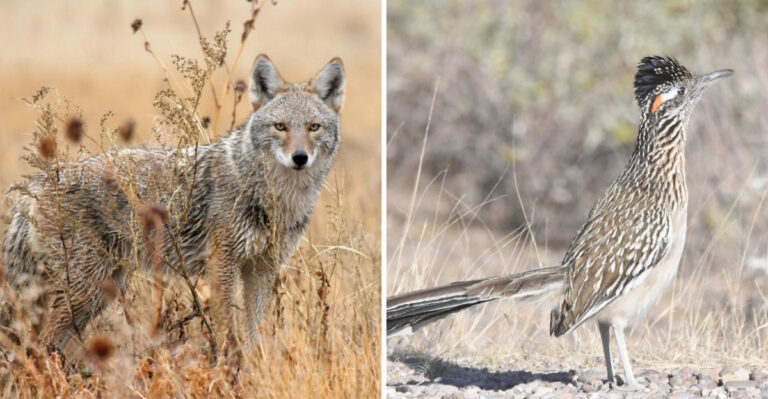 From Coyotes To Roadrunners: Exploring The Icons Of Southwest Wildlife
