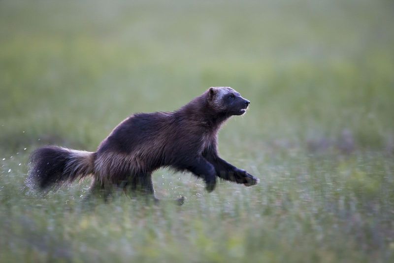 How Overhunting Nearly Wiped Out The Wolverine In Southern Finland