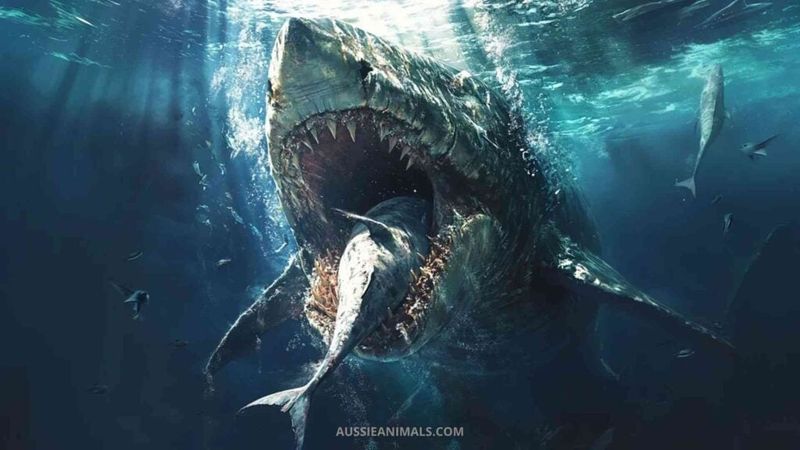 The Megalodon's Impact On Prehistoric Oceans: What We Know