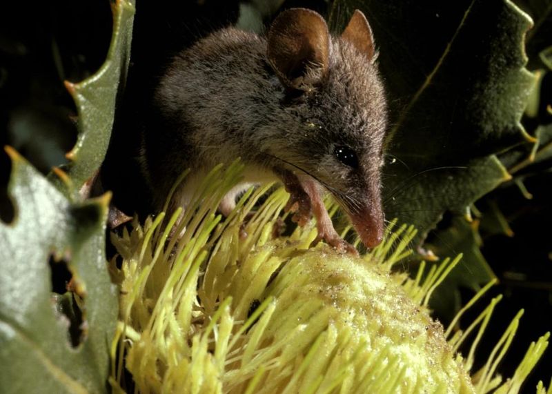 Honey Possums With Sweet Obsessions
