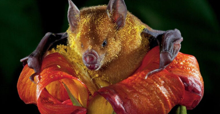 From Furry To Feathery: These Are The 14 Strangest Pollinators In Nature