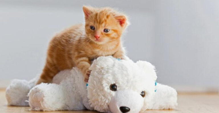 From Kitten To Adult: 17 Emotional Milestones Every Cat Goes Through