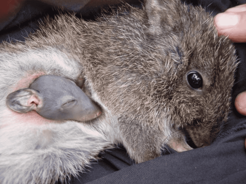 Importance Of Feral Animal Control